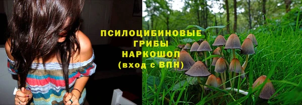 сатива Новозыбков