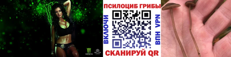 kraken   Осинники  Галлюциногенные грибы GOLDEN TEACHER  где можно купить  